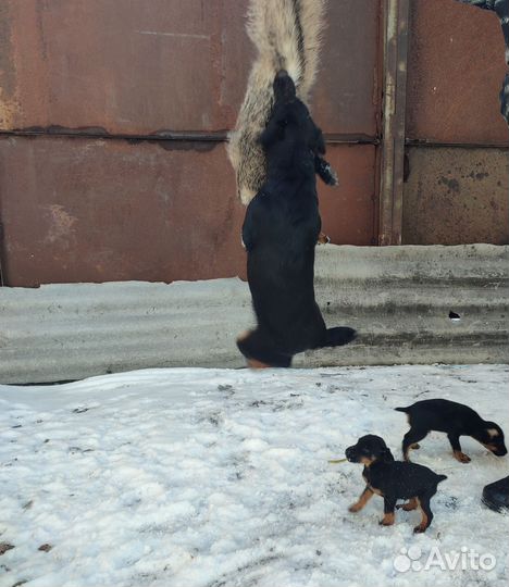 Щенки ягдтерьера