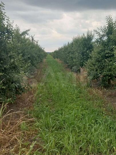 Участок 16,5 га (СНТ, ДНП)