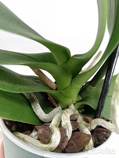 Орхидея Фаленопсис Лола Lola