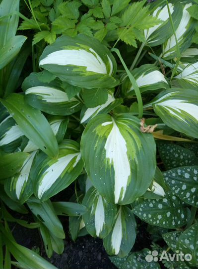 Хоста растение