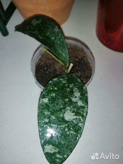 Хойя Пху Вуа сплэш (hoya Phu Wua sp.)