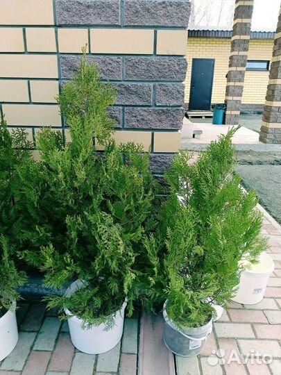 Туи западный смарагд, Брабант