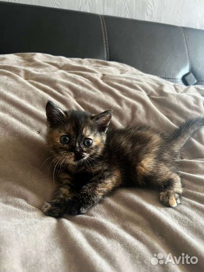 Котята шотландцы за символическую плату