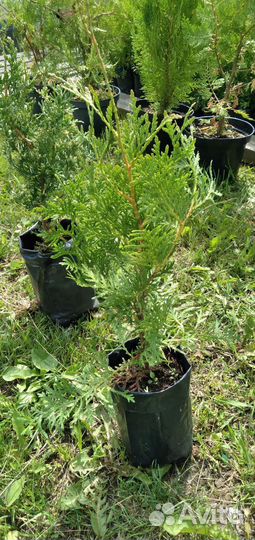 Туя западная и восточная