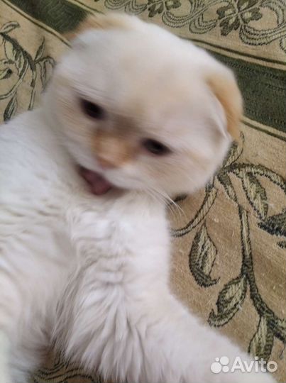 Шотландский кот вязка