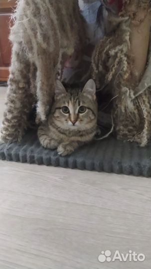 Отдам кошечку Мию