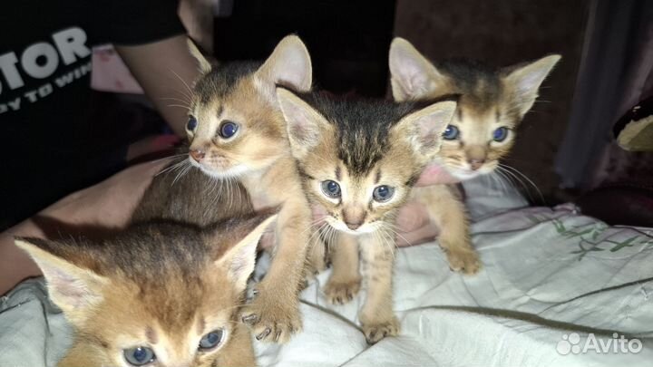Абиссинские котята