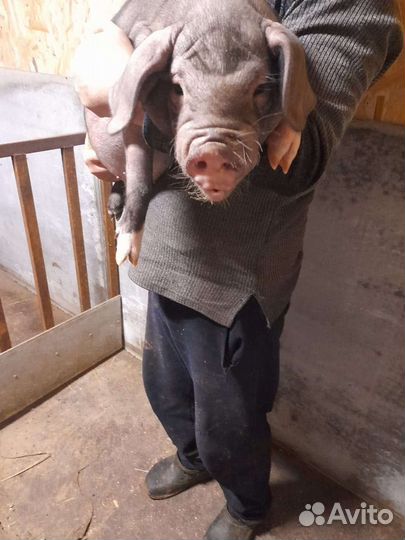 Поросята домашние