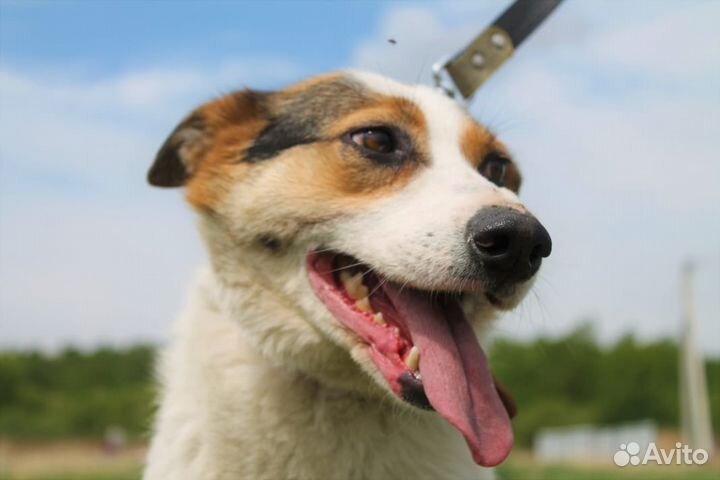 Молодая собака на охрану