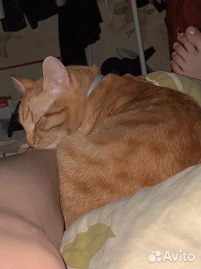 Отдаю котика в добрые руки