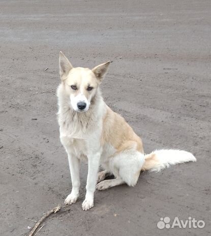 Собака в добрые руки отдам бесплатно