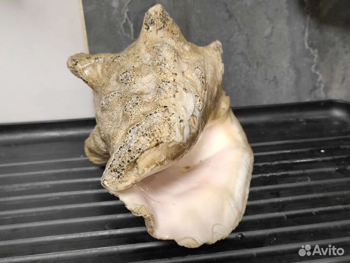 Раковина для интерьера