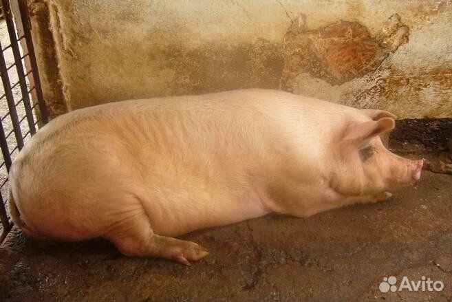 Свиноматка на мясо