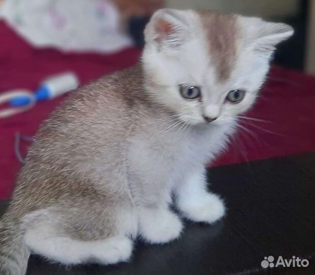 Шотландские вислоухие котята