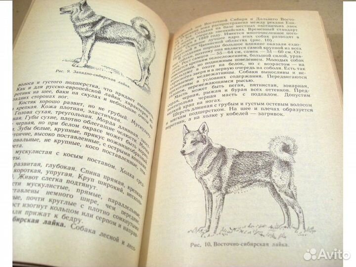 Наши четвероногие друзья. (О собаках и кошках)