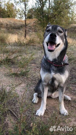 Собаки бесплатно в добрые руки