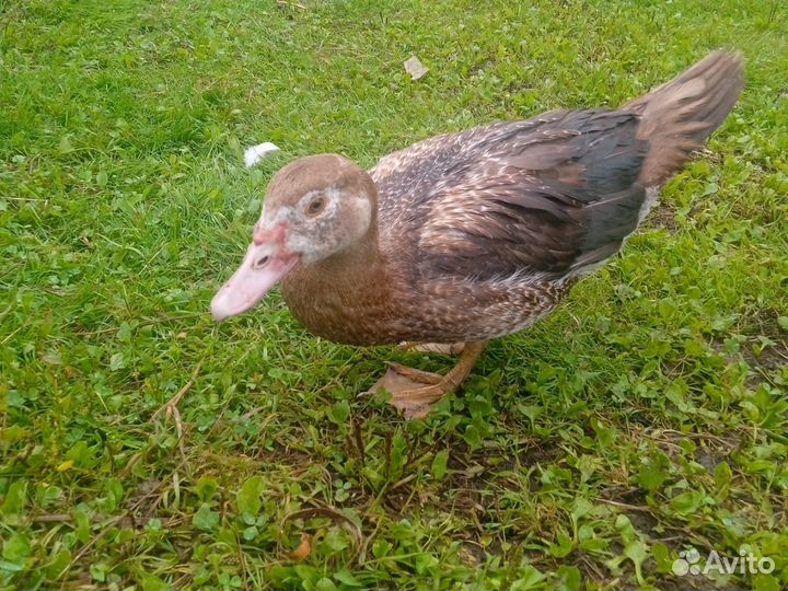 Индоутки на племя