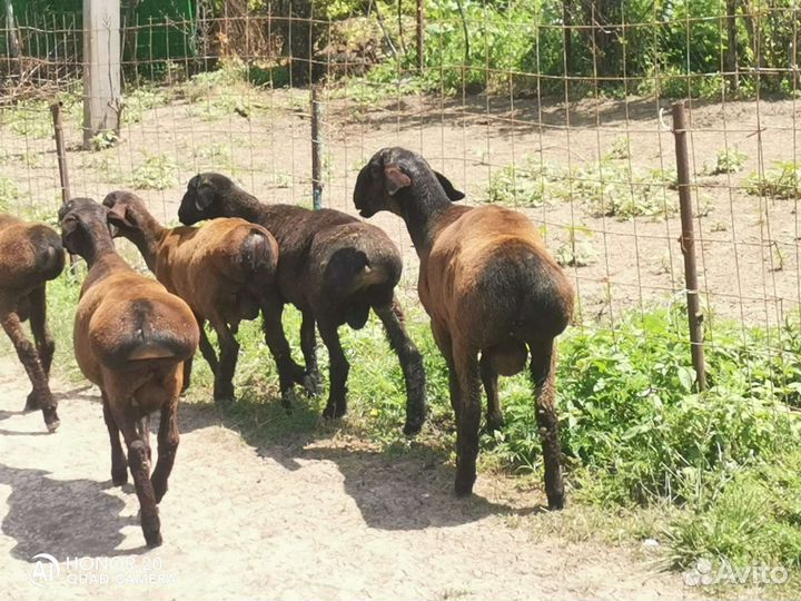 Гиссарские бараны (на племя )