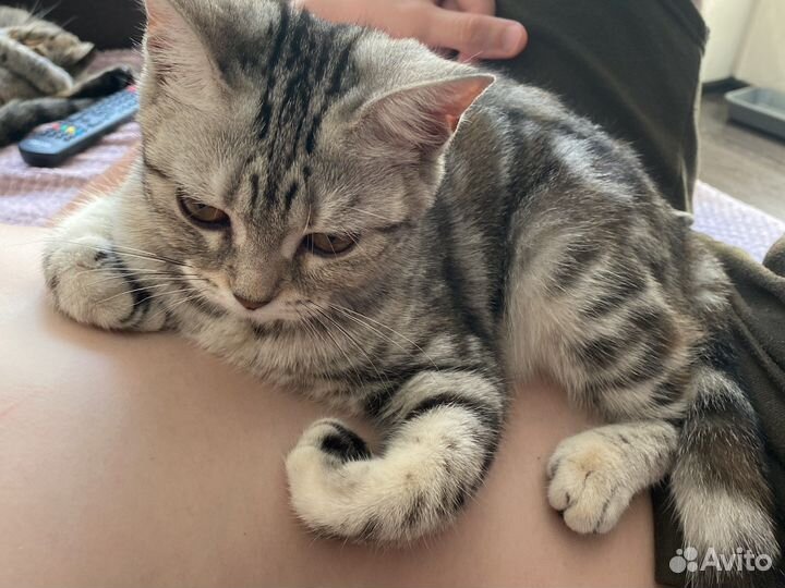 Породистая кошечка