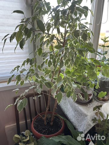 Фикус бенджамина