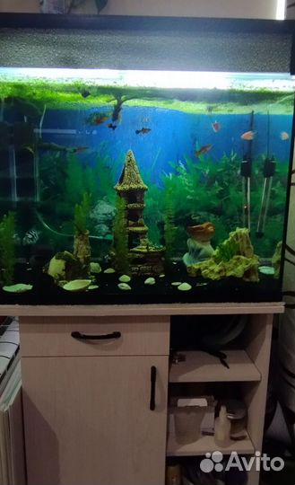 Аквариум с тумбой на 150 л. со всем содержимым