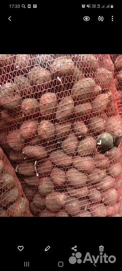 Семенной картофель