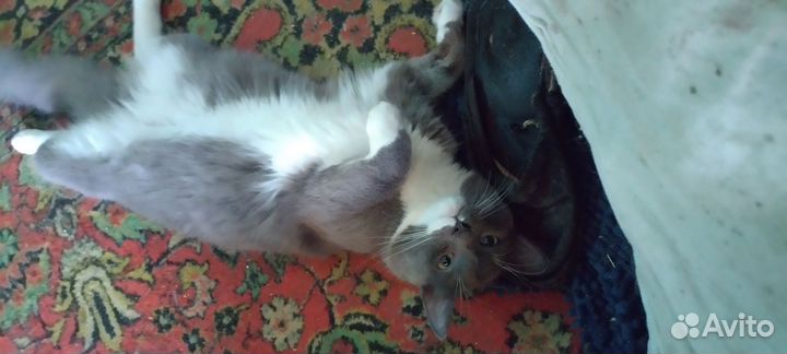 Молодой кот