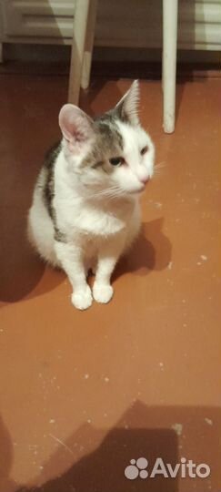 Кошечка в добрые руки