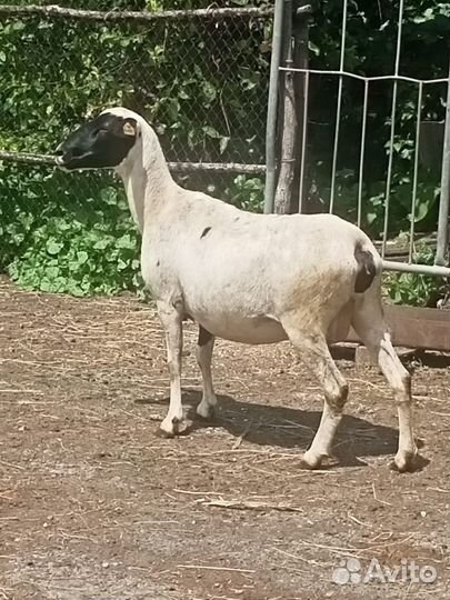 Овцы Дорпер и Гиссар