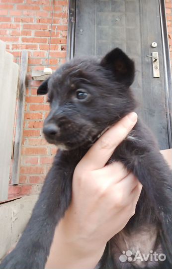 Щенки в добрые руки