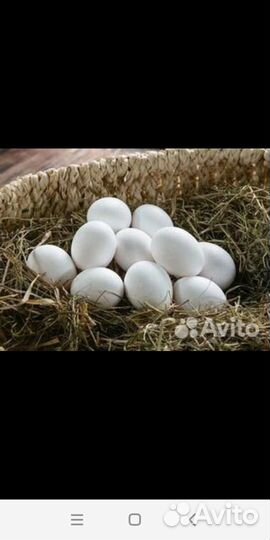 Домашние куриные яйца с доставкой