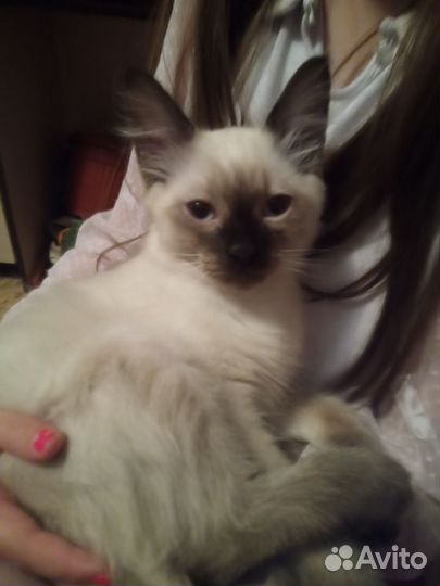 Тайский котик,продам