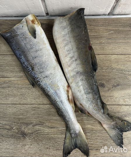 Кета дальневосточная