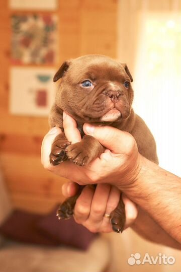 Американский булли