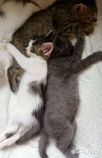 Кошка в дар