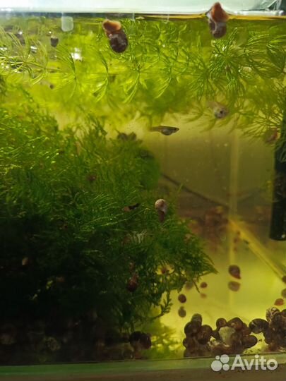 Аквариумные рыбки, растения, улитки