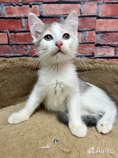 Котенок девочка Соня 3 мес ищет дом