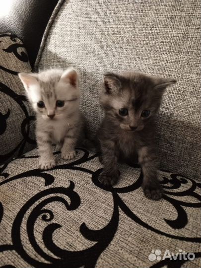 Котятки