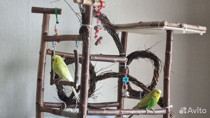 Волнистые попугаи пара, говорящий попугай, получех