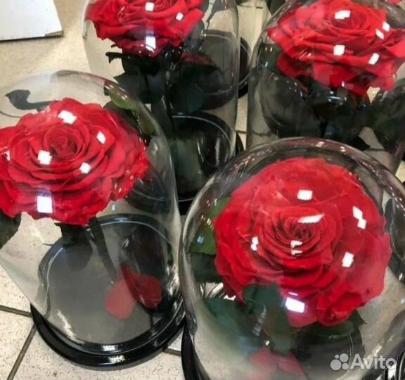 Живая роза в колбе