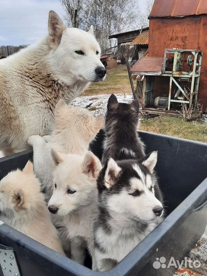 Продам щенков сибирской хаски (чистокровные)
