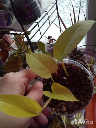 Комнатные цветы,разные