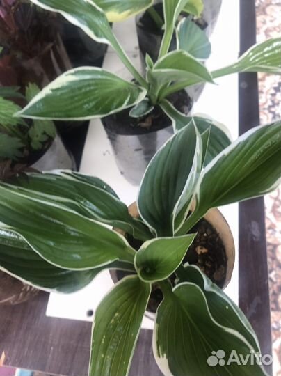 Многолетние садовые растения