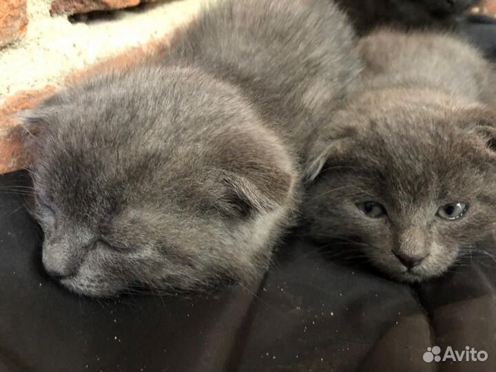 Котята в добрые руки бесплатно