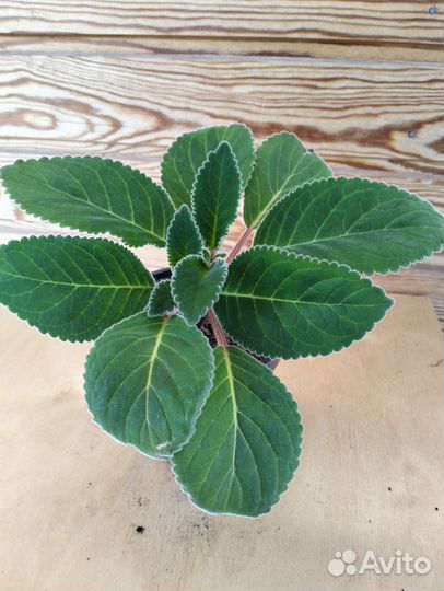 Фиалки, тидея