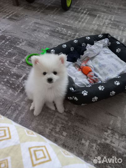 Белый померанский шпиц