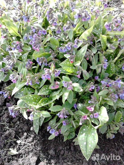 Рассада многолетних садовых цветов