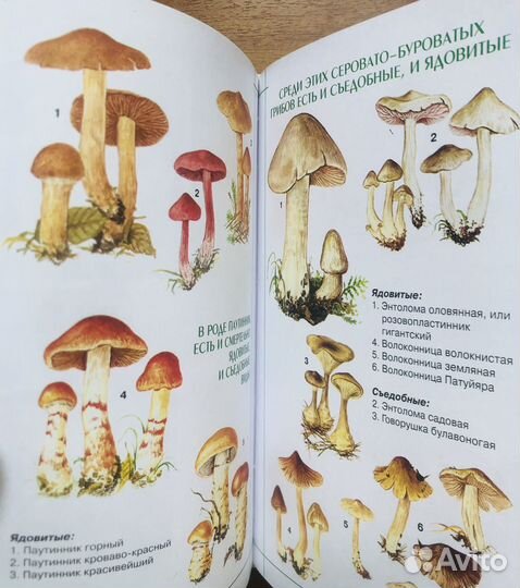 Энциклопедия грибника. Л. Гарибова. 2004г