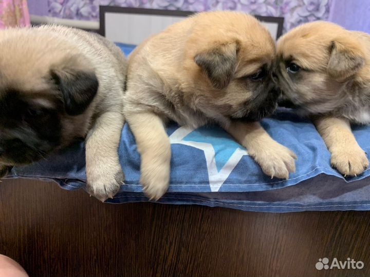 Собака маленькая порода