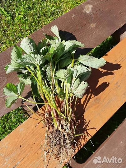 Усы клубники